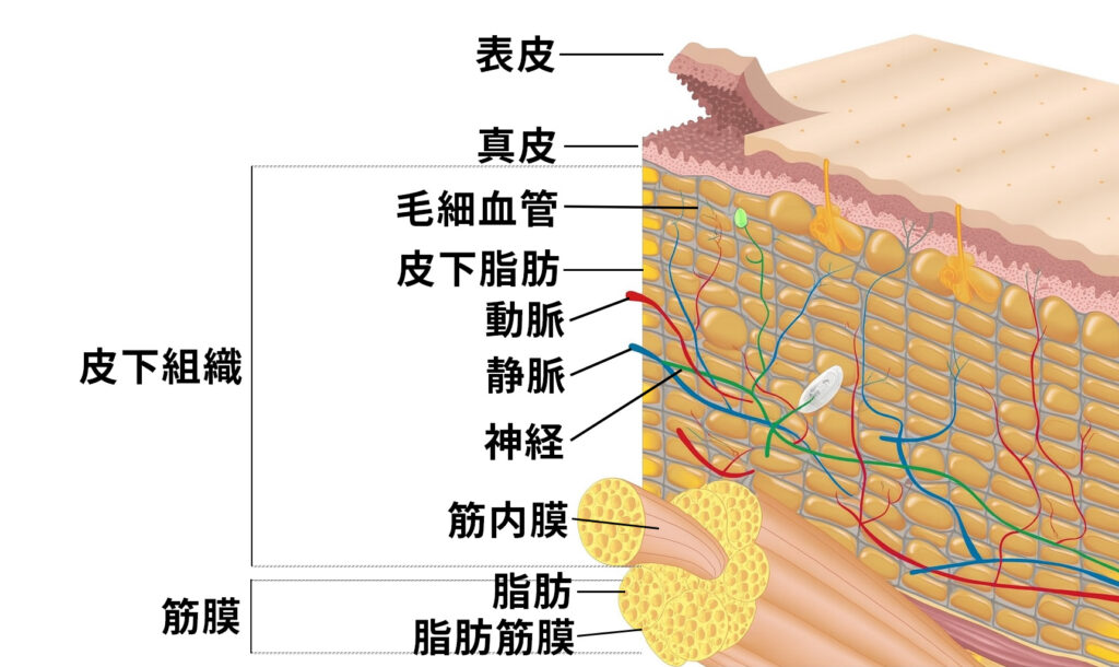 肌の断面図