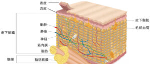 肌の断面図