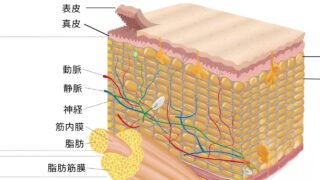 肌の断面図