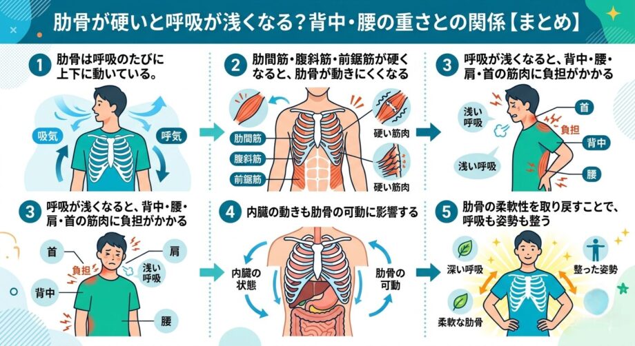 肋骨が硬いと呼吸が浅くなる?背中・腰の重さとの関係【まとめ】インフォグラフィック。