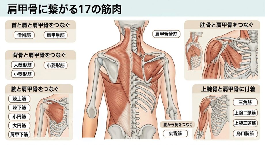 肩甲骨につながる17の筋肉をまとめた画像。