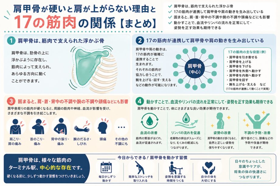肩甲骨が硬いと肩が上がらない理由と17の筋肉の関係をまとめたインフォグラフィック。