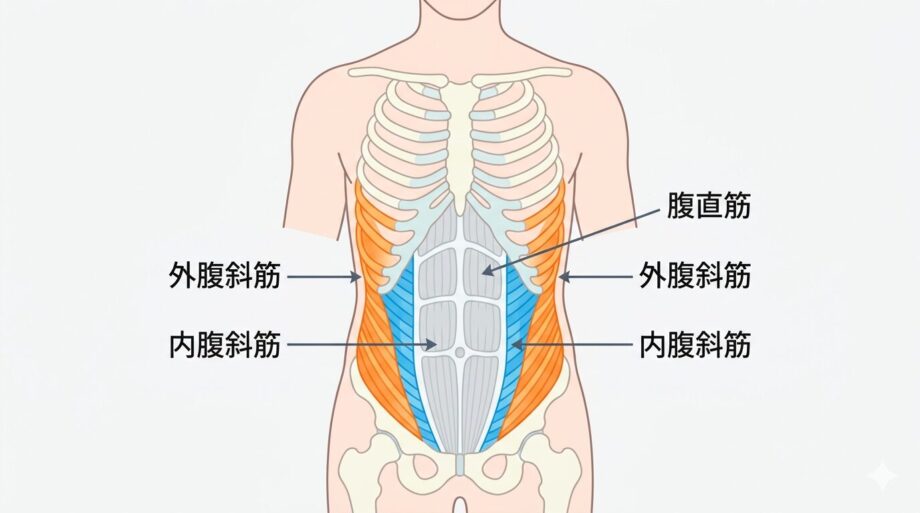 腹斜筋の解剖図のイラスト。
