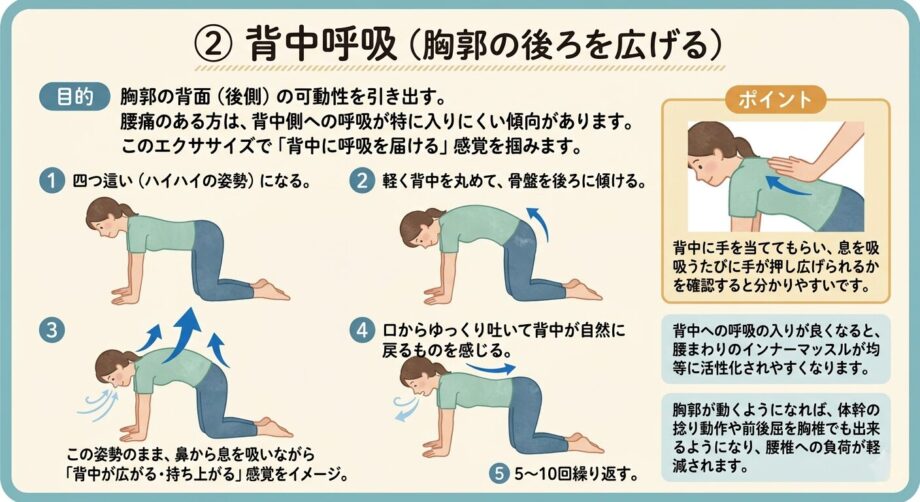 ② 背中呼吸(胸郭の後ろを広げる)をまとめた画像。