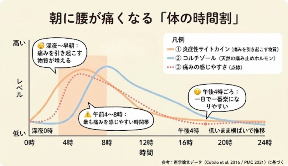 深夜から早朝にかけて炎症性サイトカインが増加する事をまとめた画像。