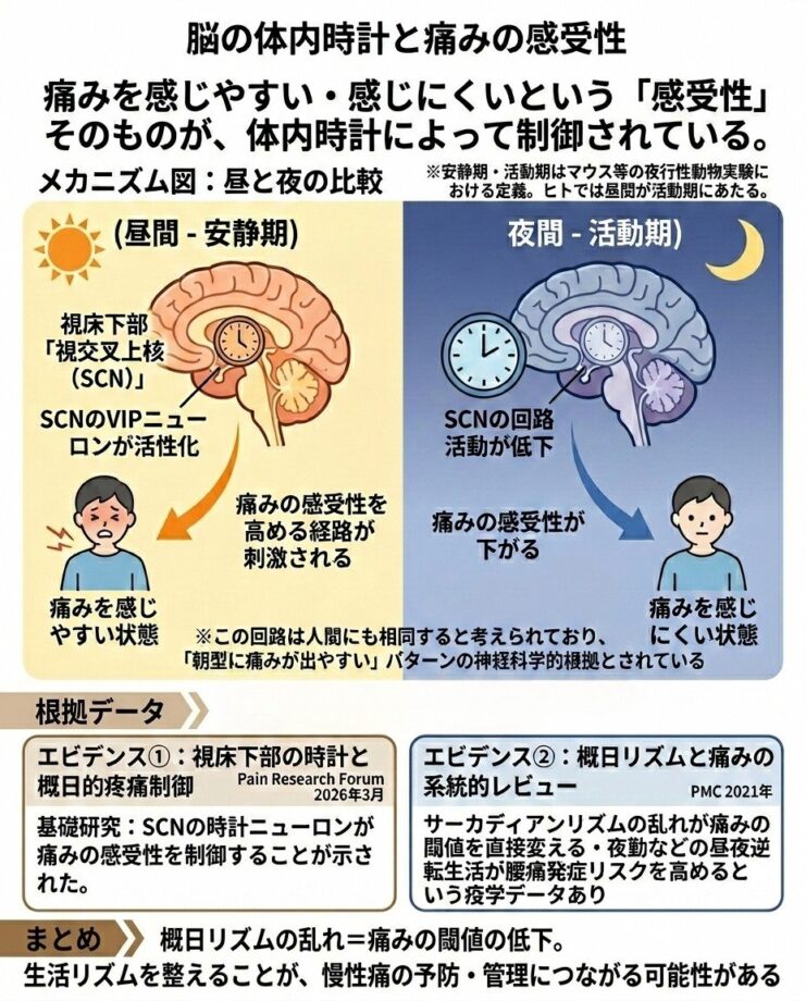 脳の「体内時計」が痛みの感受性そのものを調整している事を解説した画像。