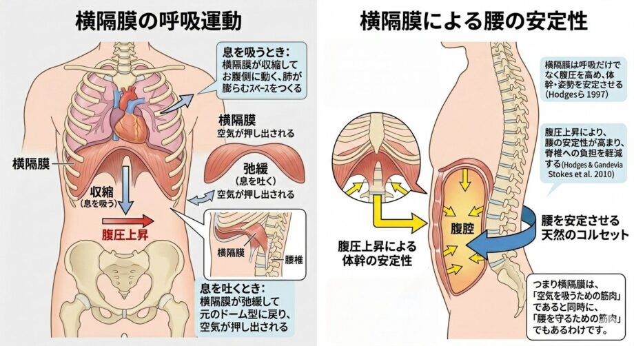 横隔膜の働きの解説イラスト。