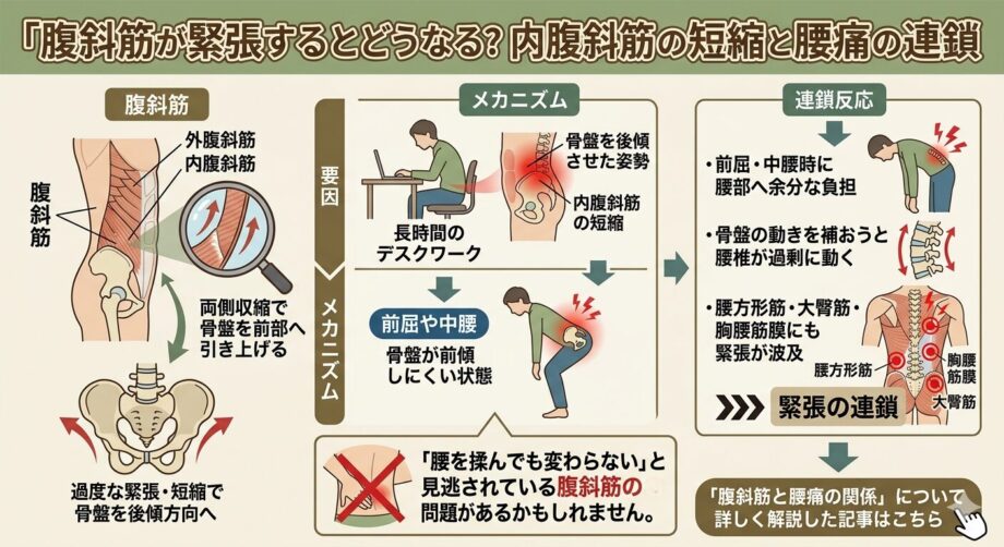腹斜筋が緊張すると、どうなるかを示した画像。
