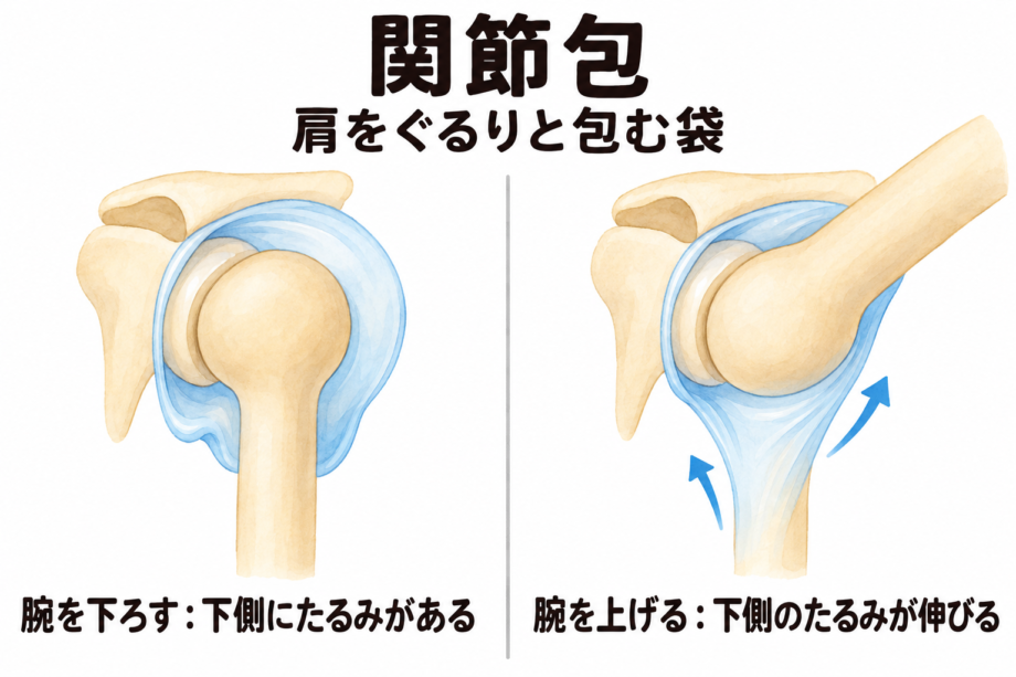 関節包の解剖イラスト